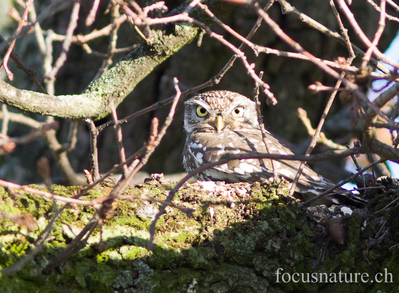 Cheveche 4106.jpg - Chevêche d'Athéna, Athene noctua, Little Owl (Genève, Suisse, décembre 2012)